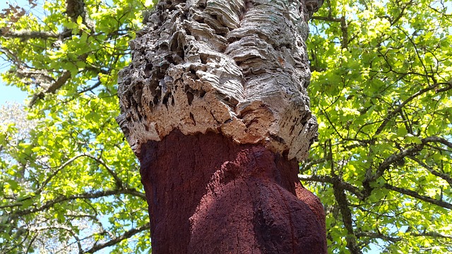 korkový dub