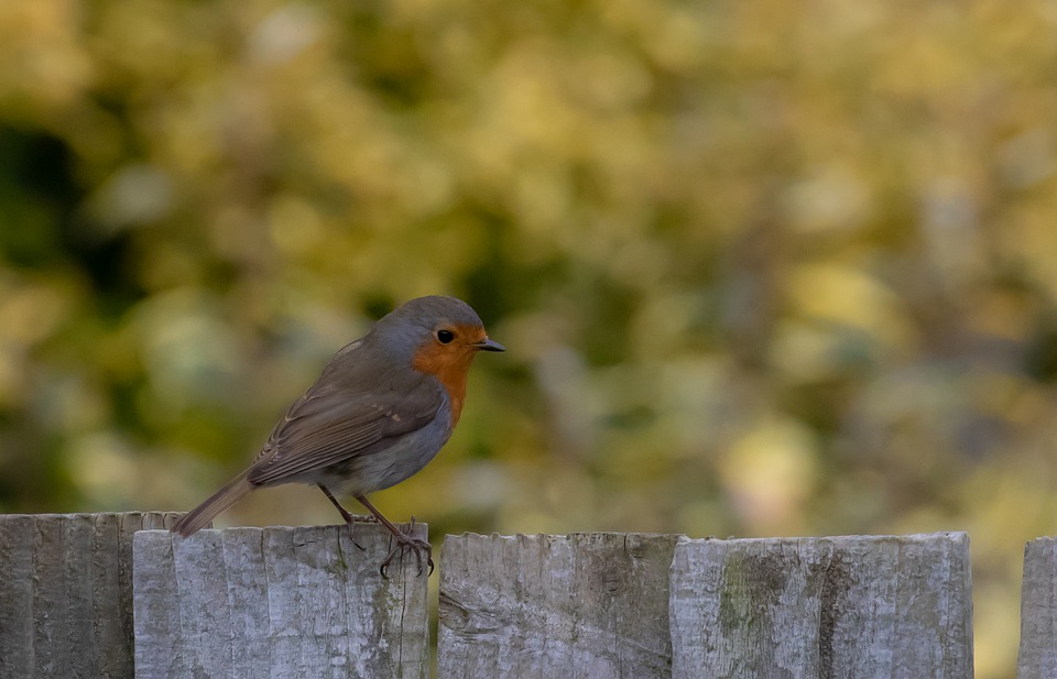 pták na plotě